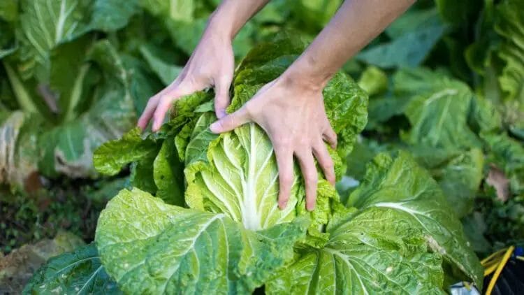 Tips for Harvesting Cabbages