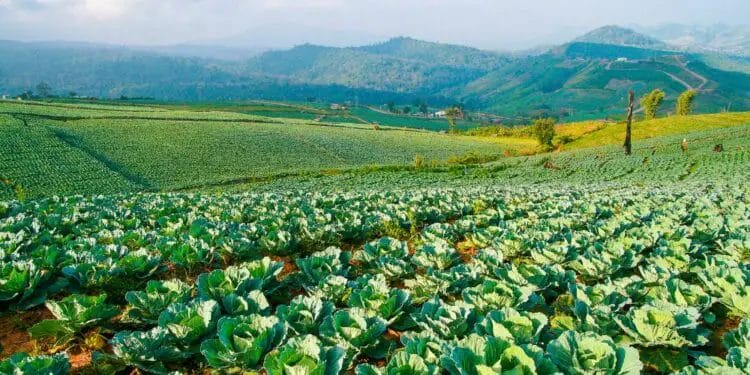 Cabbage Farming for Profit