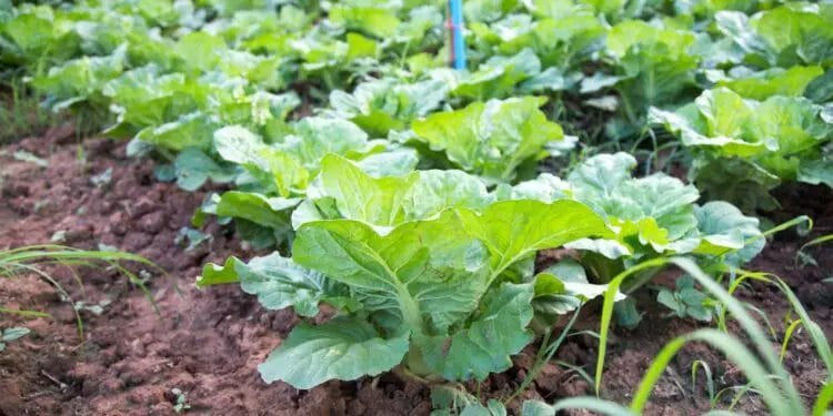 Cabbage Growing Stage Careing tips