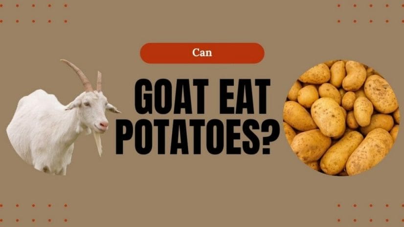 Can Goat Eat Potatoes?