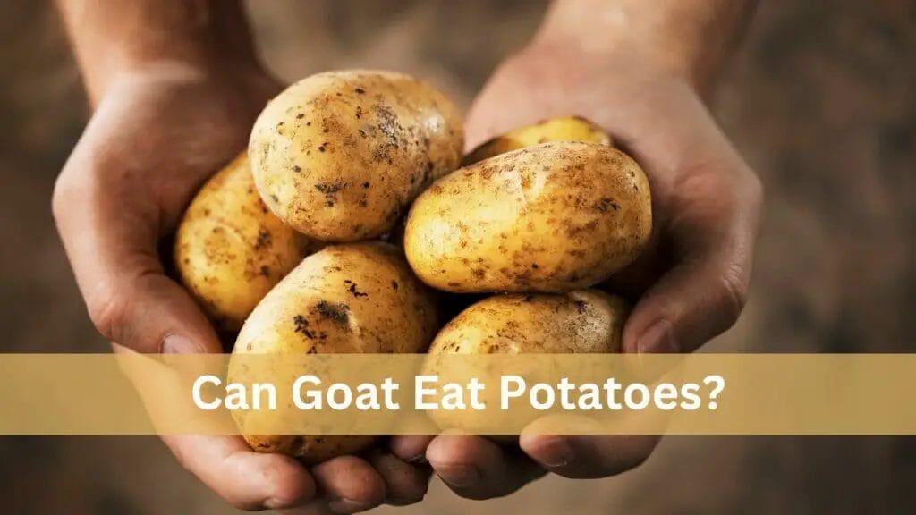 Can Goat Eat Potatoes