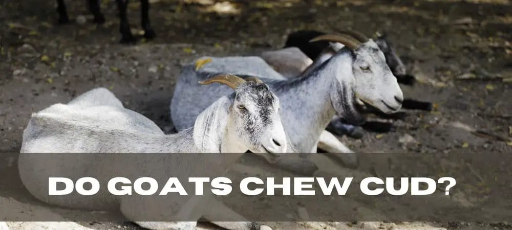 Do Goats Chew Cud