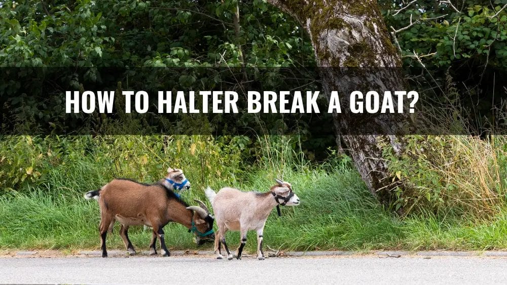 How to Halter Break a Goat