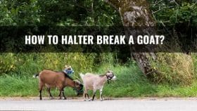 How to Halter Break a Goat