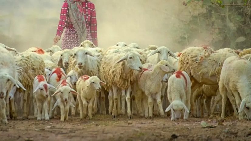 Afghan Arabi Sheep