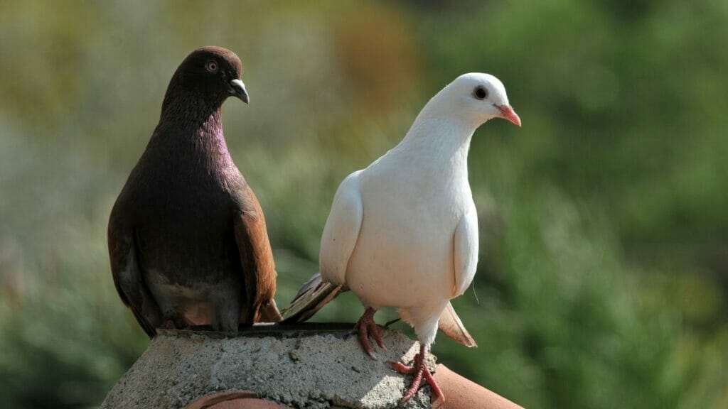 How To Tell if a Pigeon is Male or Female